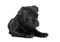 Puppy Staffordshire Bull Terrier (2 months)