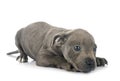 Puppy staffordshire bull terrier