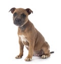 Puppy staffordshire bull terrier