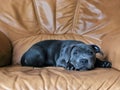Cute Small Staff Bull Dog Resting on Couch Royalty Free Stock Photo