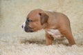 Puppy staffordshire terrier dog