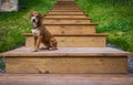 Puppy on the stairs