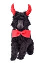 Puppy of standart black poodle