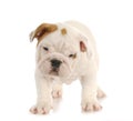 Puppy standing Royalty Free Stock Photo