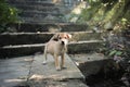 Puppy standing at ancient place