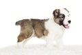 Puppy standing sideways Royalty Free Stock Photo