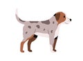 Puppy standing with tail raised up. Friendly small dog. Doggy with spotty fur. Side view of little canine animal. Flat