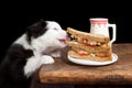 Puppy stealing a slice of bread