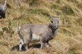 Puppy of steinbock.Alpine Ibex Capra ibex