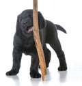 Puppy with a stick Royalty Free Stock Photo