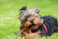 Puppy with a stick Royalty Free Stock Photo