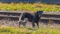 Puppy Stray Dog Royalty Free Stock Photo