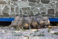 Puppy stray dogs are eating food Royalty Free Stock Photo