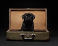 black pug on a black background. Pet portrait in studio Royalty Free Stock Photo