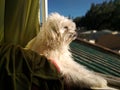 Beautiful puppy, window and landscape