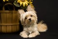 Puppy with SUnflower