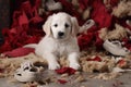puppy surrounded by remnants of a destroyed slipper Royalty Free Stock Photo