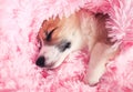 Cute puppy sweetly sleeps in bed buried in a pink fluffy blanket pulling out a small nose and paw