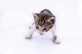 Puppy, tabby and white cat, on white background.
