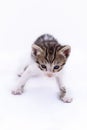 Puppy, tabby and white cat, on white background.