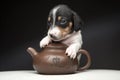 Puppy teapot translation happiness good luck