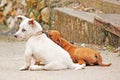 A puppy is teasing with a puppy.