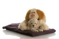 Puppy and teddy bear Royalty Free Stock Photo