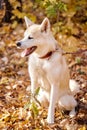 puppy teenager dog of japanese breed akita inu with long white fluffy coat standing outdoors Royalty Free Stock Photo