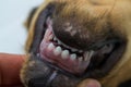 Puppy teeth changing. The first permanent incisors erupted in the middle and milk teeth or deciduous teeth