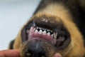 Puppy teeth changing. The first permanent incisors erupted in the middle and milk teeth or deciduous teeth Royalty Free Stock Photo