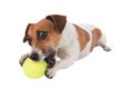 Puppy with tennis ball Royalty Free Stock Photo