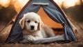 puppy in the tent A napping puppy in a miniature tent,