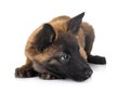 Puppy tervueren dog in studio Royalty Free Stock Photo
