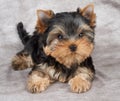 Puppy on textile background