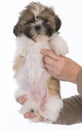 puppy with three legs Royalty Free Stock Photo