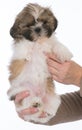 puppy with three legs Royalty Free Stock Photo
