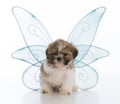 puppy with three legs Royalty Free Stock Photo