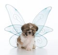 puppy with three legs Royalty Free Stock Photo