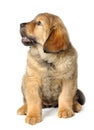 Puppy tibetan mastiff Royalty Free Stock Photo