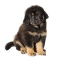 Puppy tibetan mastiff