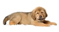 Puppy tibetan mastiff Royalty Free Stock Photo