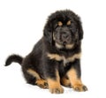 Puppy tibetan mastiff Royalty Free Stock Photo