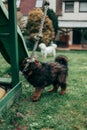 Puppy of Tibetan Mastiff in back garden. Royalty Free Stock Photo