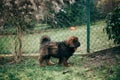 Puppy of Tibetan Mastiff in back garden. Royalty Free Stock Photo