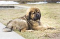 Puppy Tibetan Mastiff Royalty Free Stock Photo