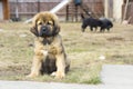 Puppy Tibetan Mastiff Royalty Free Stock Photo