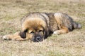 Puppy Tibetan Mastiff Royalty Free Stock Photo