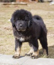 Puppy Tibetan Mastiff