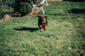 Puppy of Tibetan Mastiff in back garden. Royalty Free Stock Photo