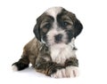 Puppy tibetan terrier